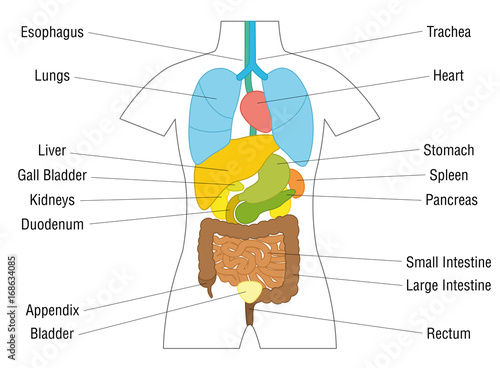 Internal organs chart - schematic anatomy diagram with colored organs and appropriate names - isolated vector illustration on white background.