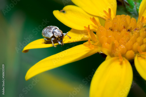 Grey snout beetle (curculionidae), sitting on a yellow flower, Cape Town, South Africa photo