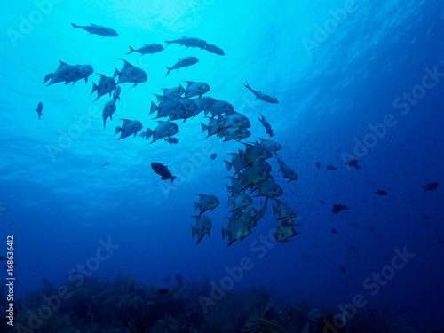 Fototapeta Naklejka Na Ścianę i Meble -  Looking up at a school of spade fish in brilliant blue water