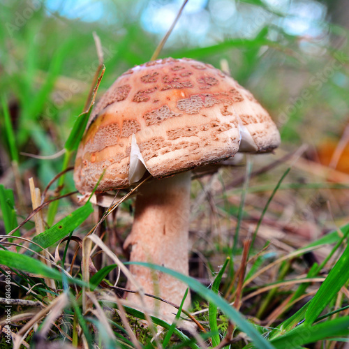 amanita rubescens mushroom photo