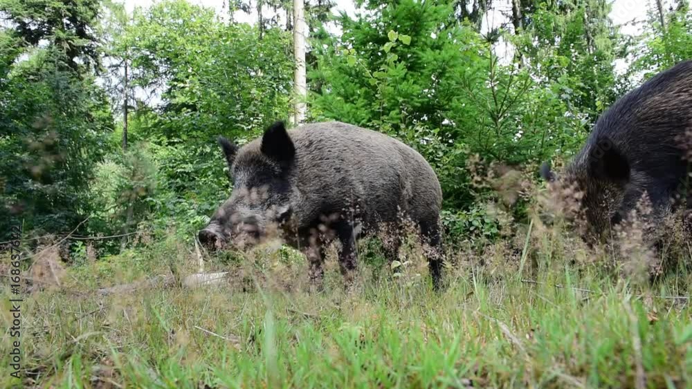 Wildschweine auf Futtersuche, Sommer Wildschweine auf Futtersuche, Sommer