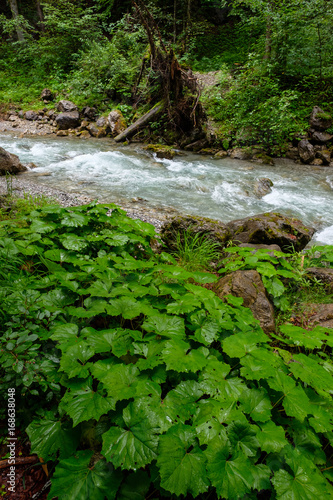Grünes Pestwurz am Bach im Gebirge und Wald
