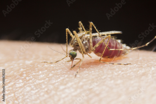 Mosquitoe are sucking blood on the arms of people Cause of dengue.