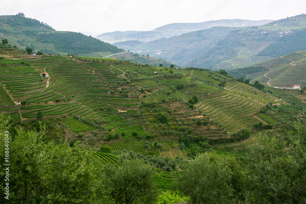 Vineyards are on a hills of Douro Valley, Portugal.