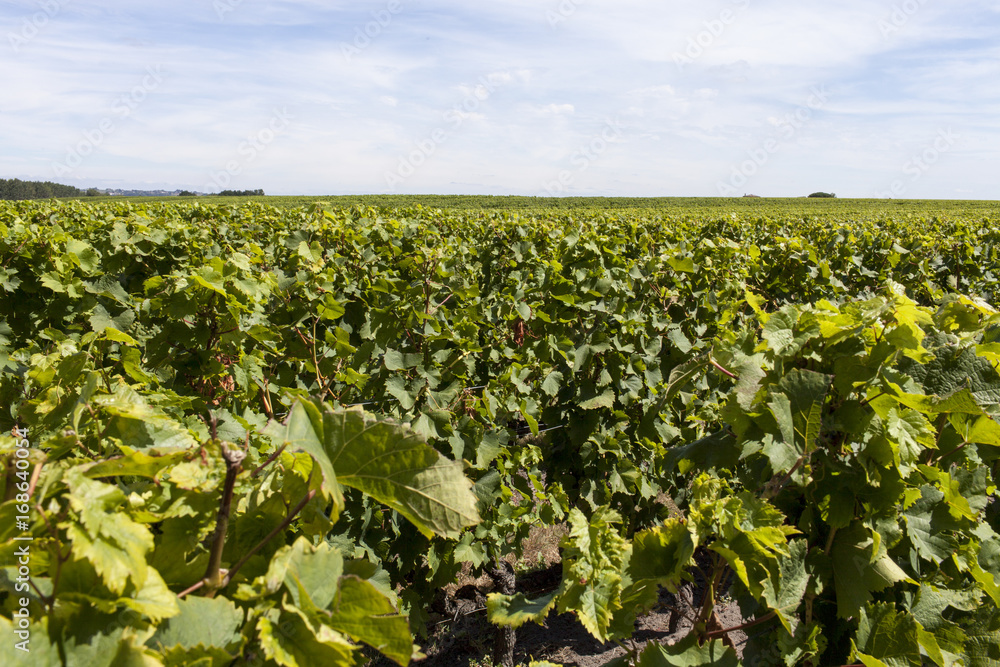 France. Vignoble de Sauternes, Gironde 
