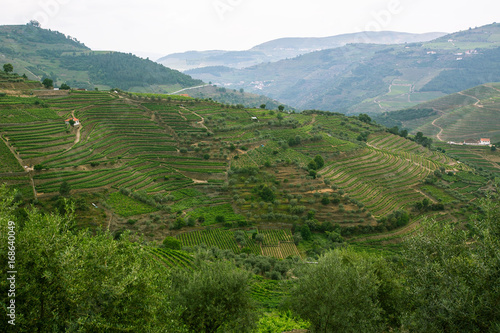 Vineyards are on a hills of Douro Valley, Portugal. © De Visu