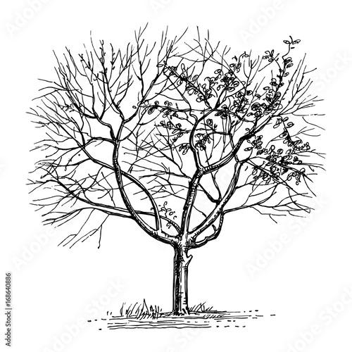 Ink sketch of dry tree.