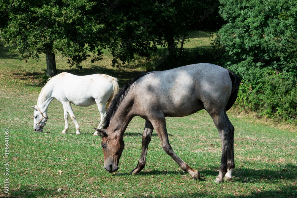 Stupendi Cavalli lipizzani bianchi in prateria estese e verdi recinto bianco 