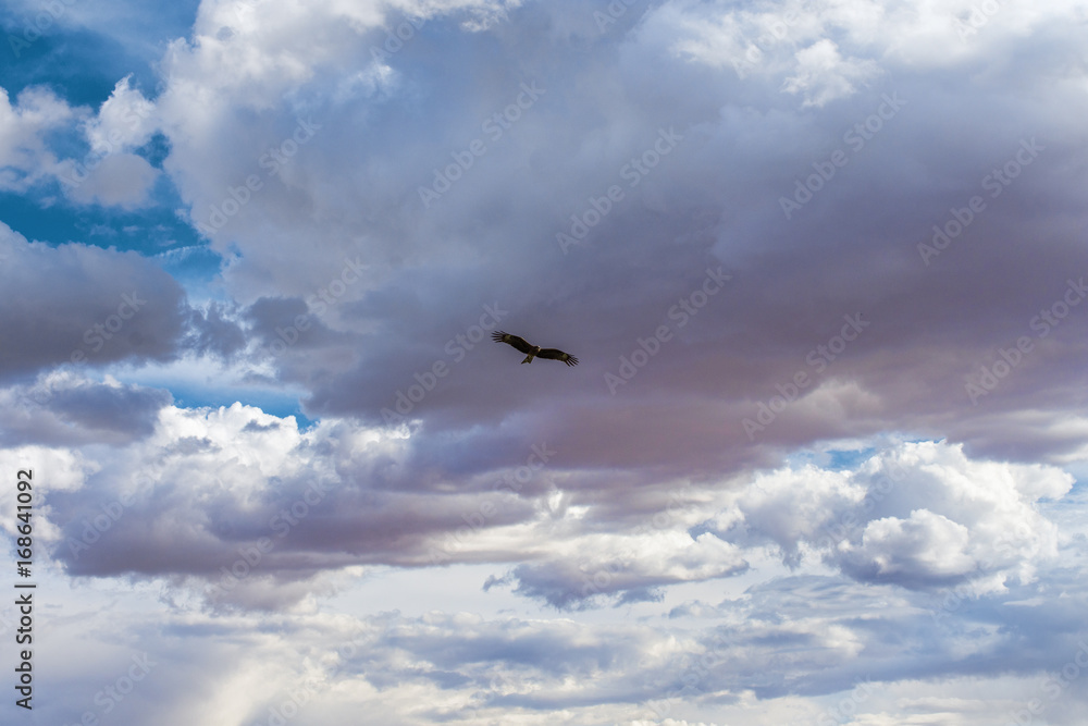 bird flying in blue sky with amazing fluffy white clouds
bird flying in blue sky with amazing fluffy white clouds
