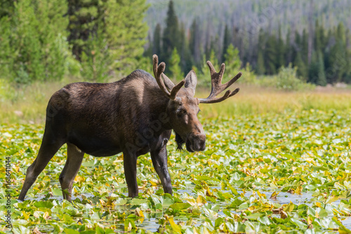 Shiras Moose of The Colorado Rocky Mountains © Gary