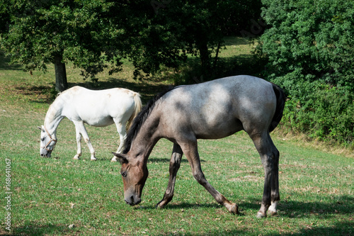 Stupendi Cavalli lipizzani bianchi in prateria estese e verdi recinto bianco  © fabio Bergamasco