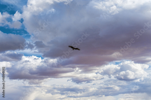 bird flying in blue sky with amazing fluffy white clouds 