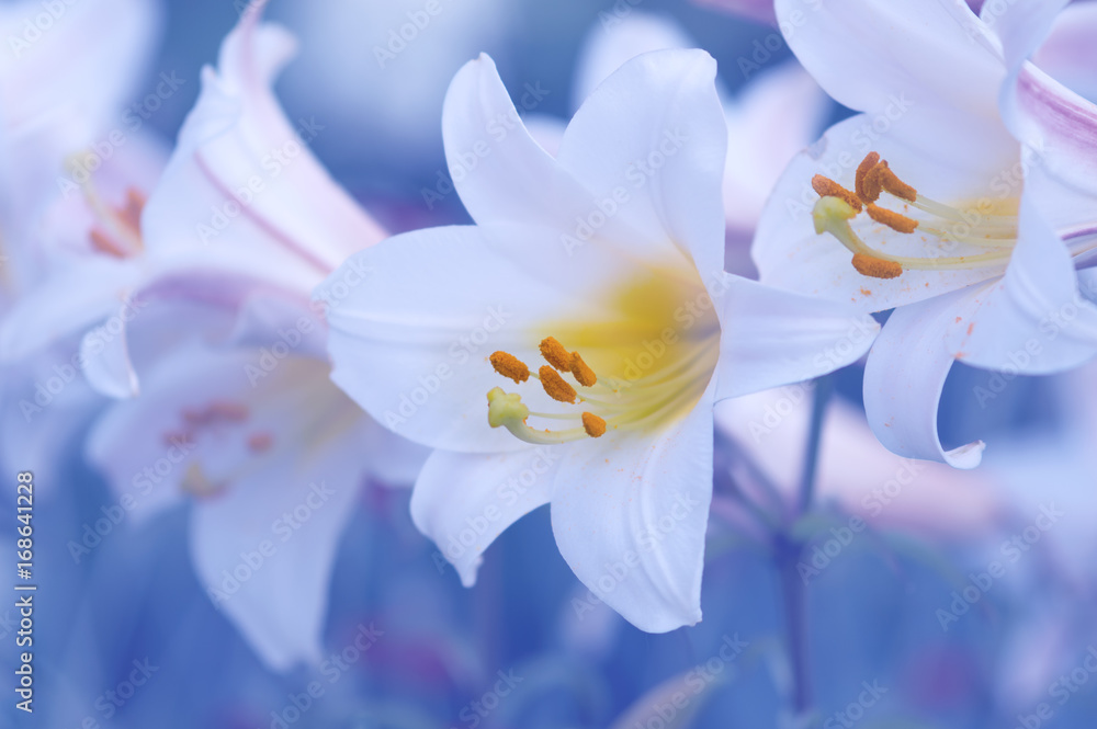 Delicate white lilies on a blue background in the garden. Delicate white lilies on a blue background in the garden.
