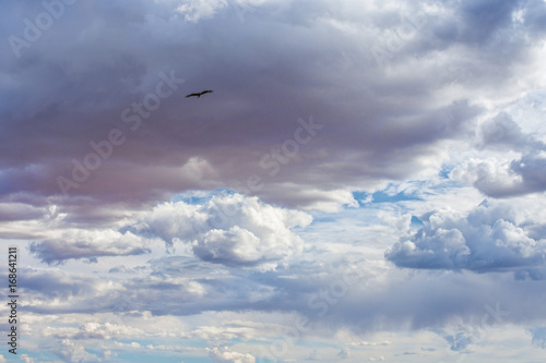 bird flying in blue sky with amazing fluffy white clouds 