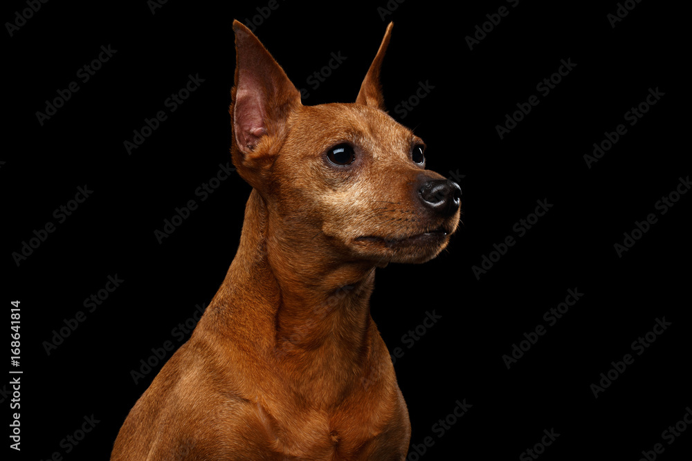 Portrait of Miniature Pinscher old Dog, Red color, on Isolated Black Background