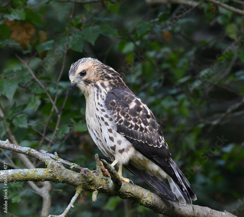 juvenile Broad-winged Hawk buteo platypterus