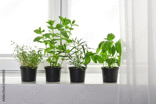 Canvas Print Pots with basil, thyme, rosemary and mint on windowsill