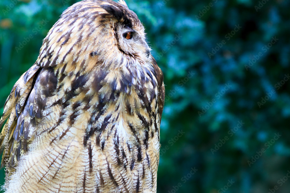 Eurasian Eagle-Owl Eurasian Eagle-Owl