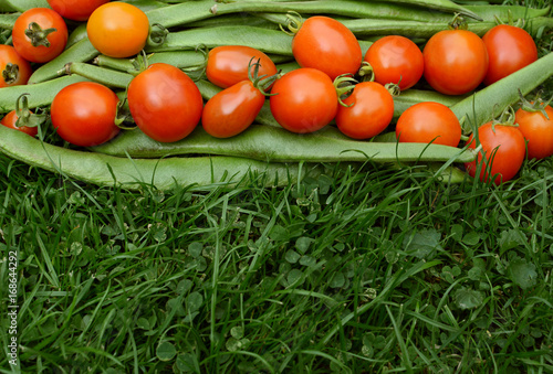 Obraz na płótnie Row of red tomatoes on runner beans