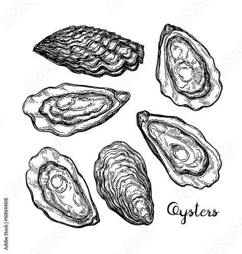 Oysters ink sketch.