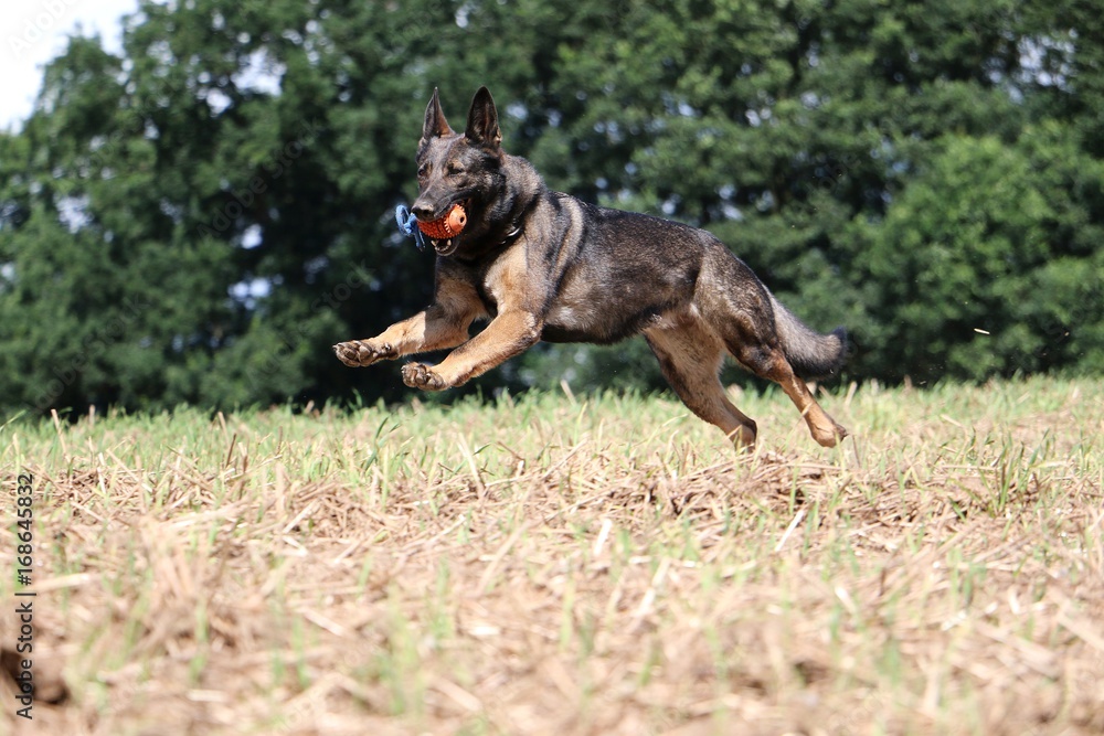Naklejka premium belgischer Schäferhund hat ganz viel Spaß auf einem Stoppelfeld