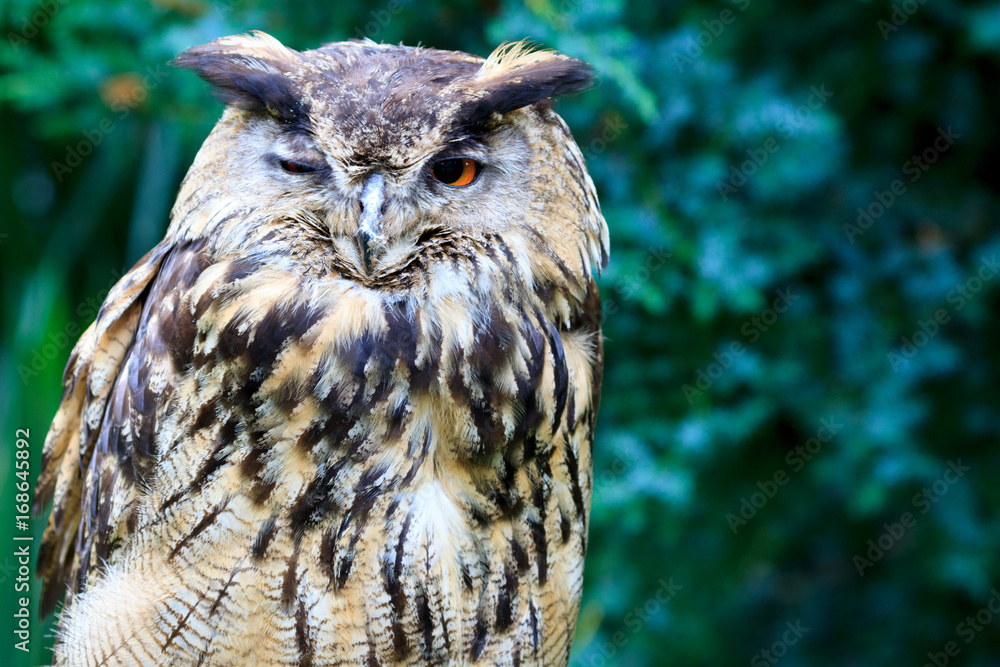 Fototapeta premium Uhu