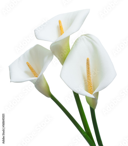 Fototapeta Naklejka Na Ścianę i Meble -  beautiful calla flowers isolated on white background