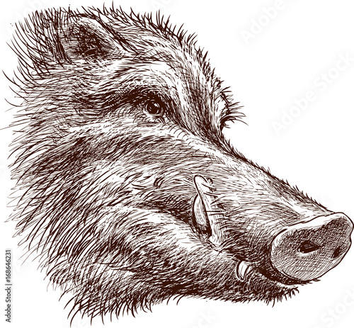 Muzzle of a wild boar