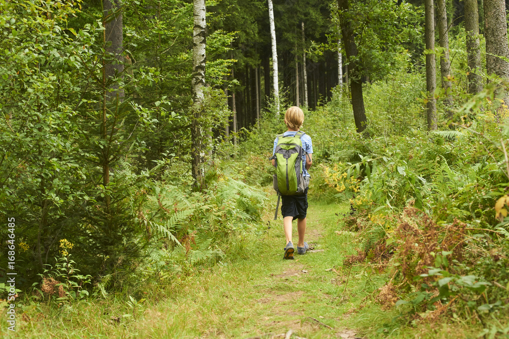 Young child boy walking during the hiking activities in forest. Outdoors leisure for child in summer