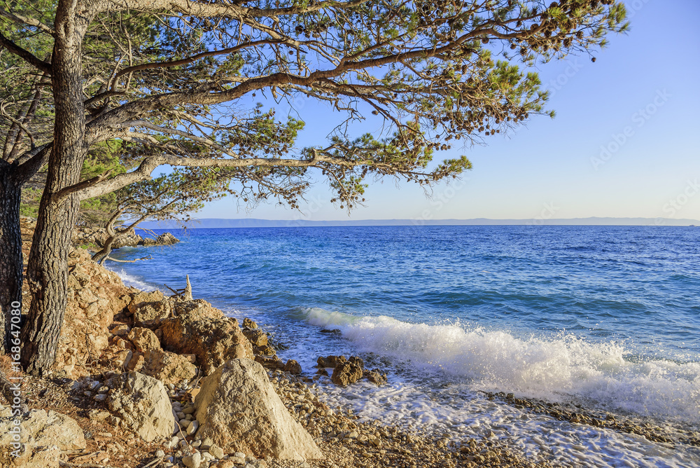 Beautiful pine trees and the shore of the blue sea in the evening. Croatia. Beautiful pine trees and the shore of the blue sea in the evening. Croatia.