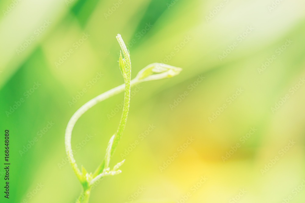 Beautiful green treetop in nature. Close up of spiral green leaf on background. Beautiful green treetop in nature. Close up of spiral green leaf on background.
