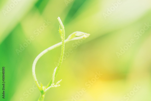 Beautiful green treetop in nature. Close up of spiral green leaf on background.