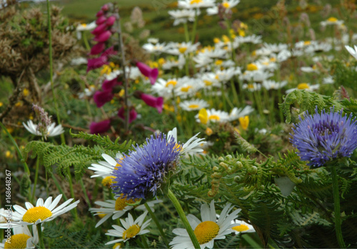 Wild Flowers