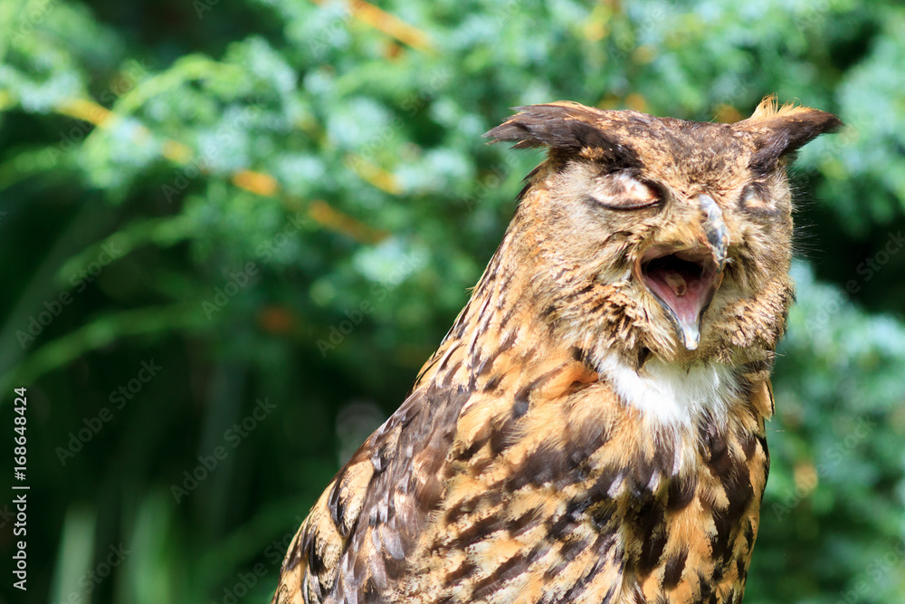 Eurasian Eagle-Owl Eurasian Eagle-Owl
