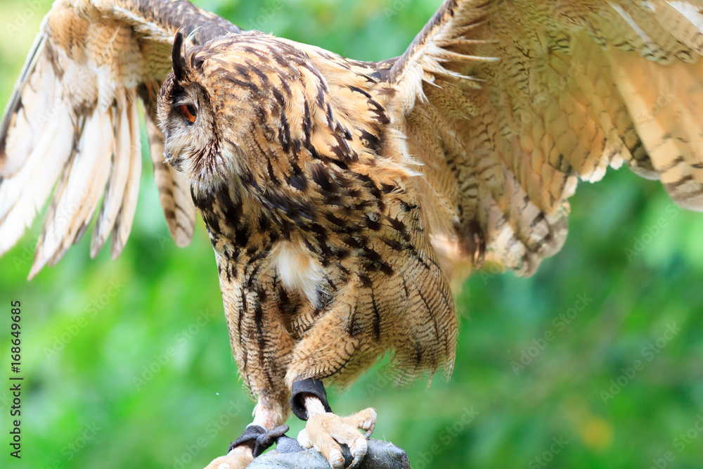 Obraz premium Eurasian Eagle-Owl