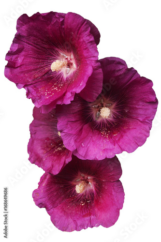 Group of flowers of dark purple mallow on white background