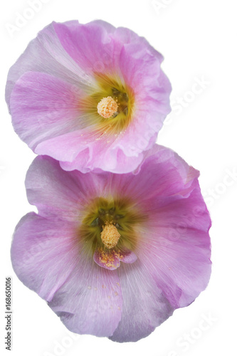 Two flowers of pink mallow on white background