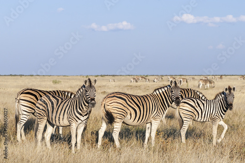 Group of zebras   Herd of zebras  looking at camera  Etosha National Park.