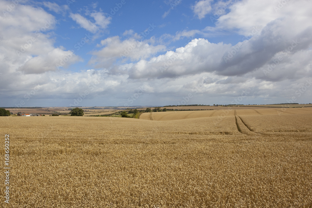 extensive ripe wheat fields