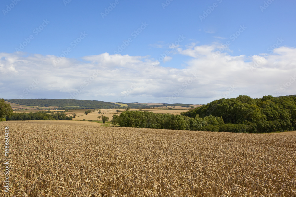 ripe wheat and woodland