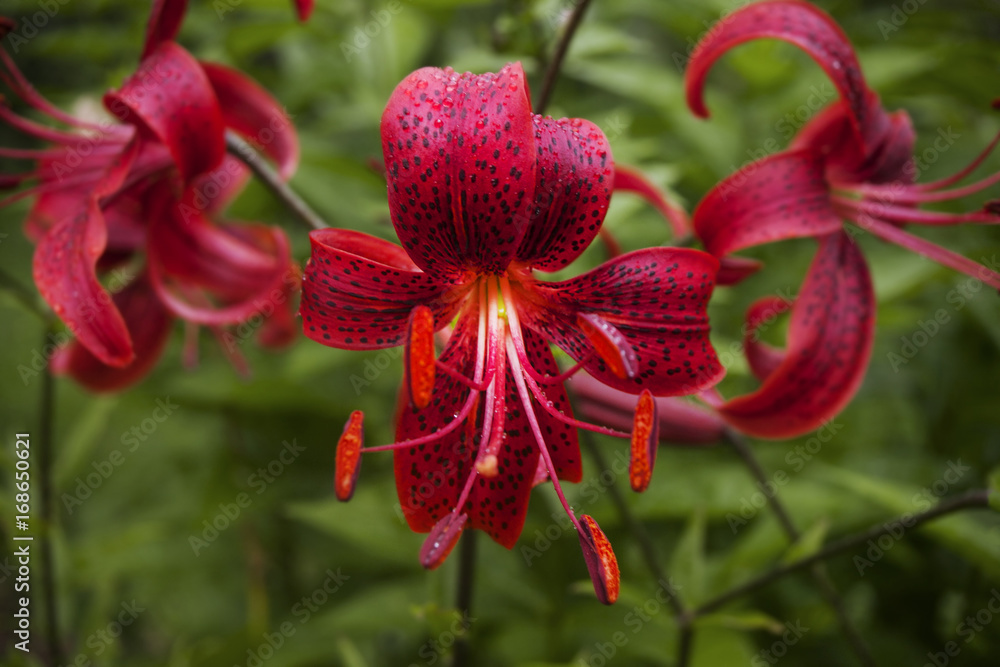 Flowers of a red-pink lily, with black dots on petals Flowers of a red-pink lily, with black dots on petals