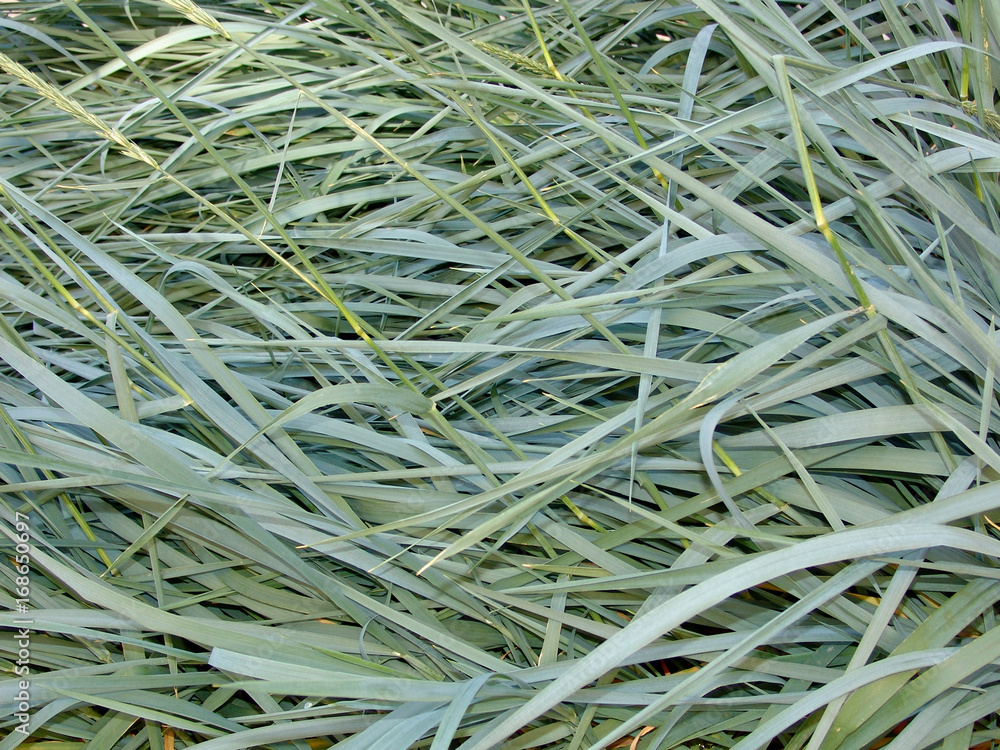 background, green, leaves, background, leaf, nature, texture, plant, spring, fresh, foliage, garden, closeup, natural, forest, tree, abstract,  design, flora, summer, pattern, environment, organic, gr