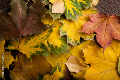 autumn leaf background  top view 