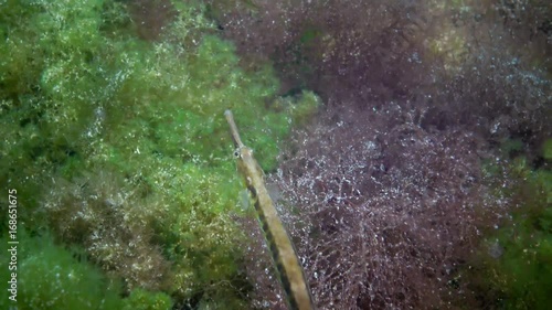 Black-striped pipefish (Syngnathus abaster) in the thickets of seaweed photo