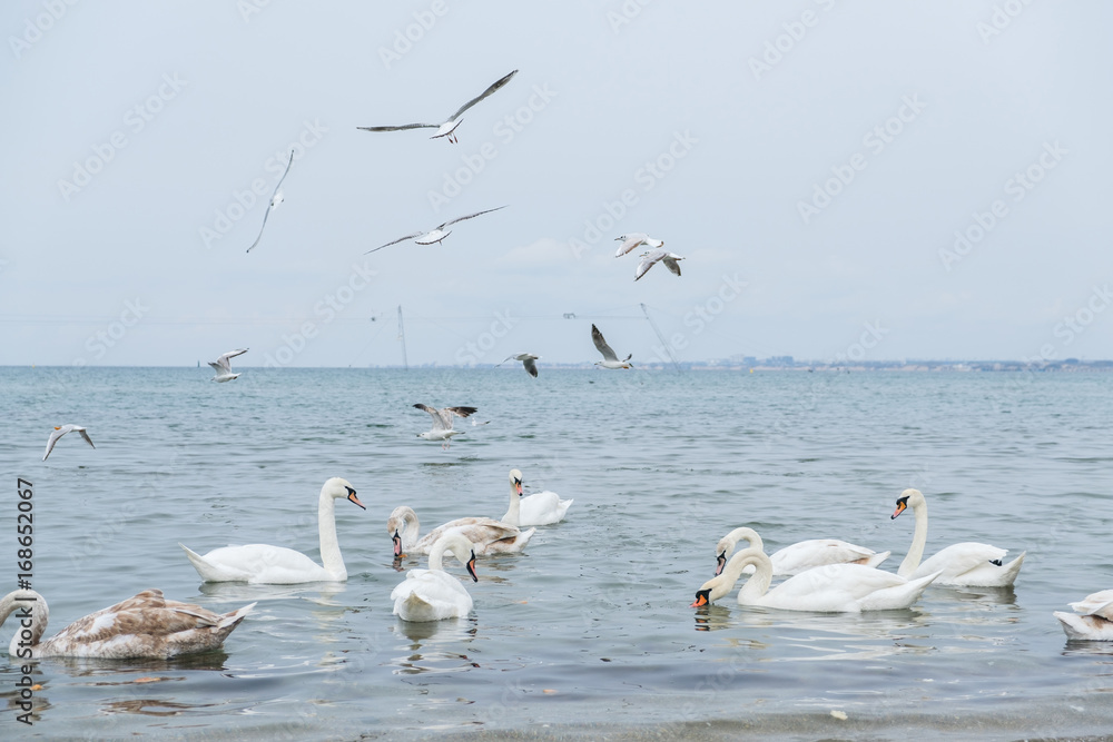 Swan and ducks are swimming in the sea