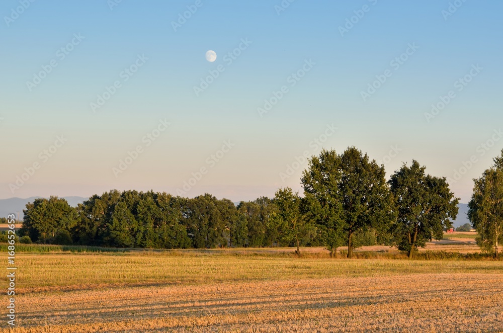Evening summer landscape. Trees on the fields and the moon in the sky.