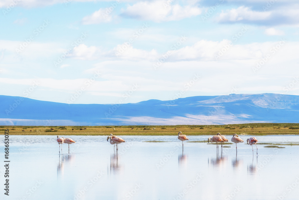 Obraz premium Pink flamingos on the lake next to El Calafate, Patagonia, Argentina