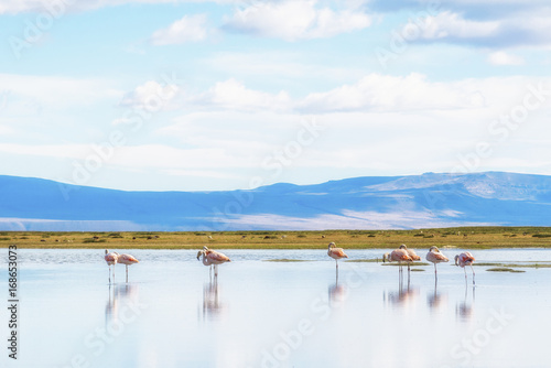 Pink flamingos on the lake next to El Calafate, Patagonia, Argentina