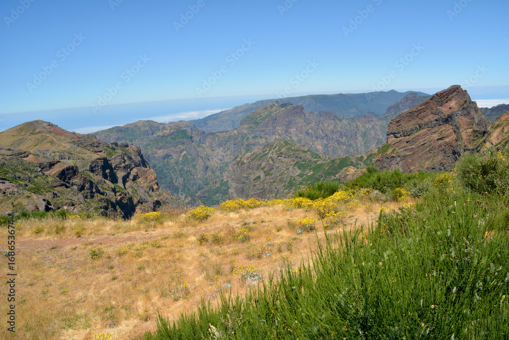 Flora of volcanic mountain in Atlantic island, madeira Flora of volcanic mountain in Atlantic island, madeira