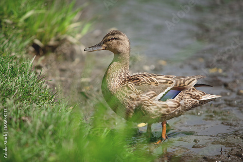 beautiful duck © coffeemill